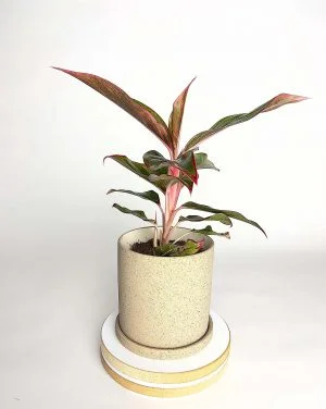 Aglaonema Light Star