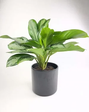 Aglaonema Silver Bay