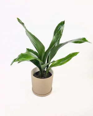 Aspidistra elatior