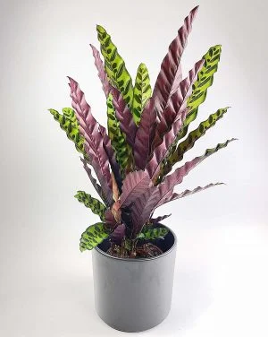 Calathea Insigne