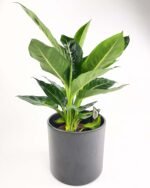 Dieffenbachia Green Magic