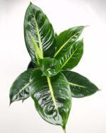 Dieffenbachia Green Magic