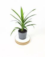 Pandanus veitchii