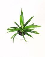 Pandanus veitchii