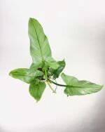 Philodendron Hastatum grey