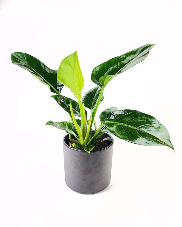 Philodendron Imperial Green