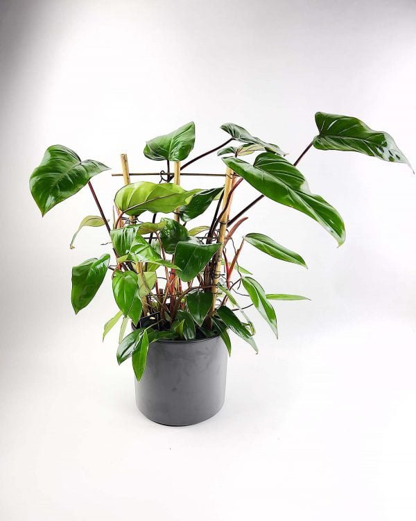 Philodendron Red Wings